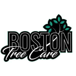 Boston tree care
